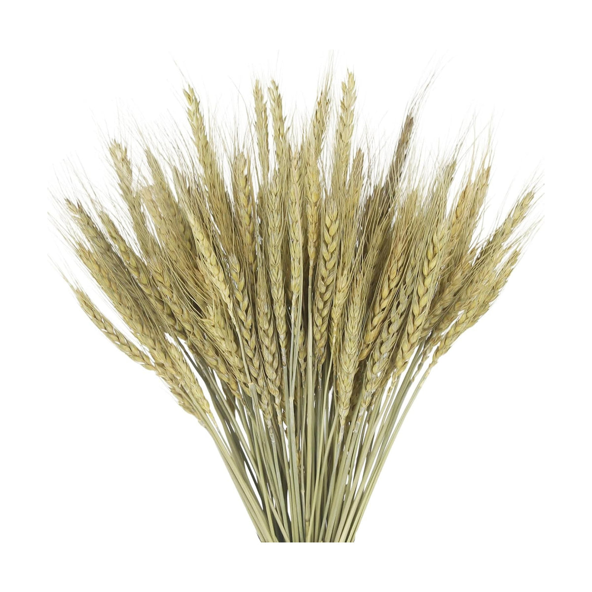 100Stems Dried Wheat Stalks Natural Wheat Straw Bouquet