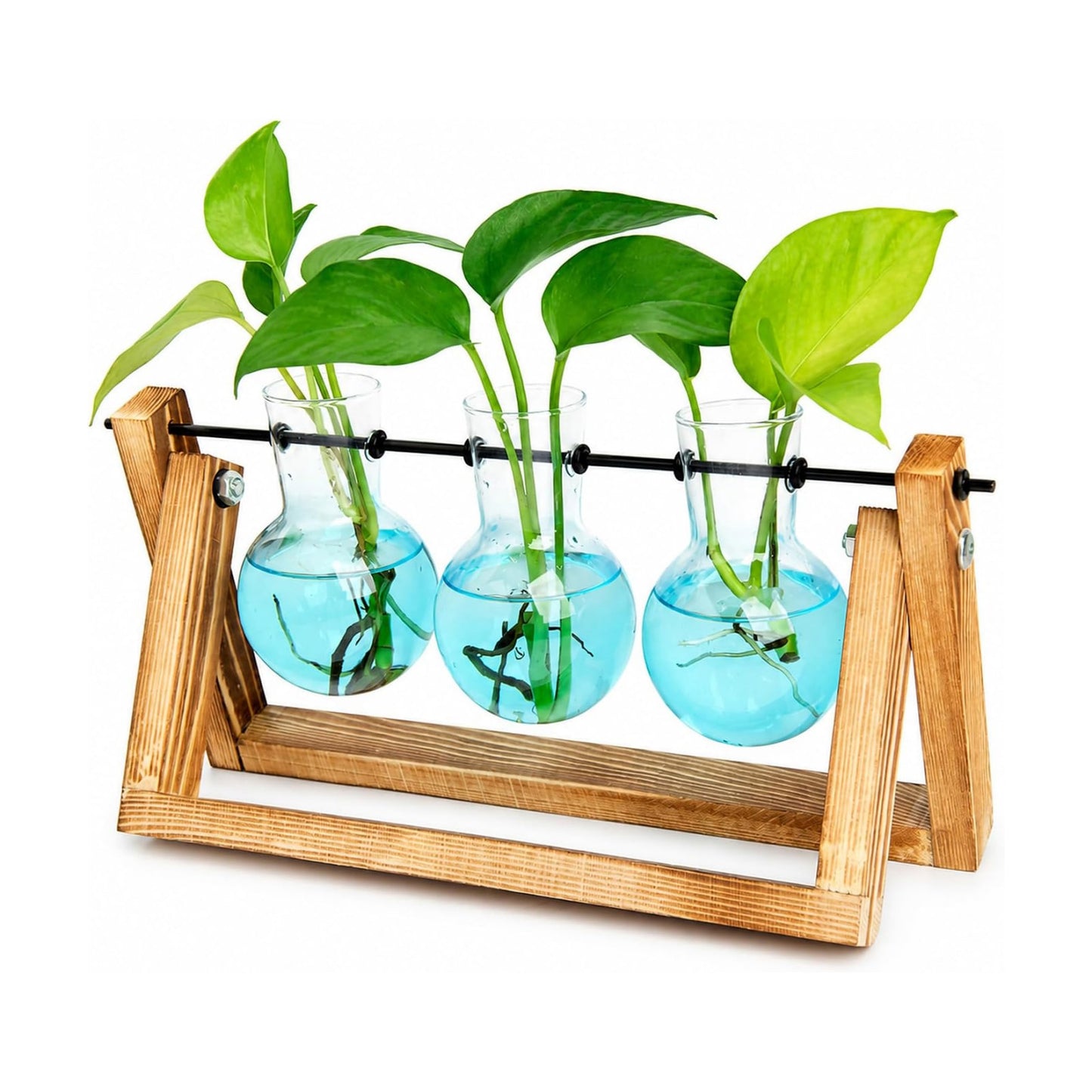 XXXFLOWER Plant Terrarium Kit with Wooden Stand 3 Gradient Blue Bulb Vases