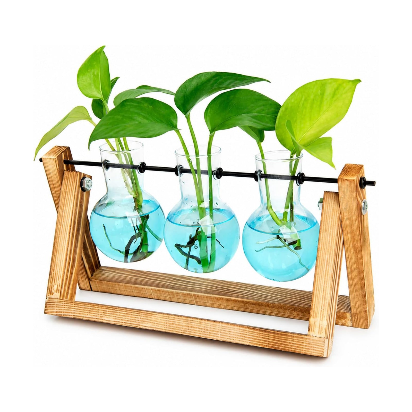 XXXFLOWER Plant Terrarium Kit with Wooden Stand 3 Gradient Blue Bulb Vases